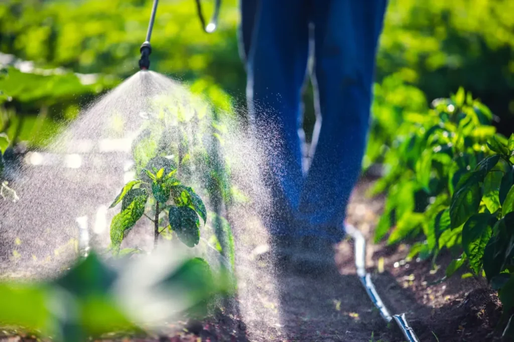 Come preparare un pesticida con aglio e acqua Come preparare un pesticida con aglio e acqua