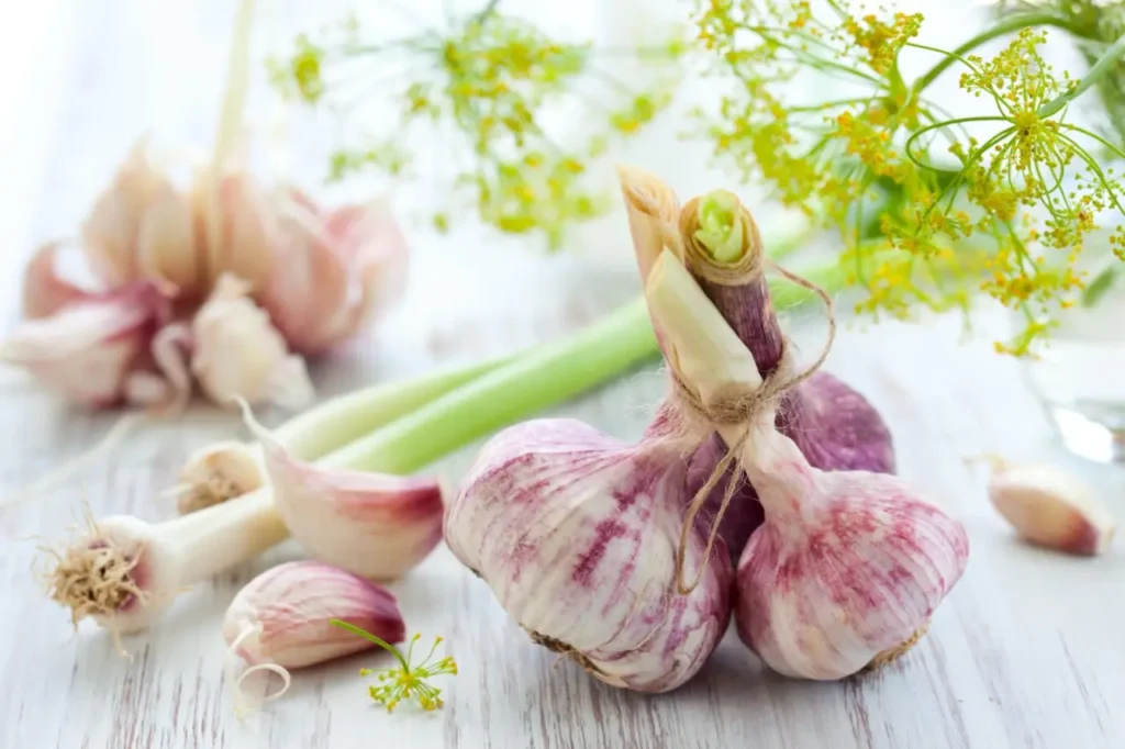 Come preparare un pesticida con aglio e acqua Come preparare un pesticida con aglio e acqua