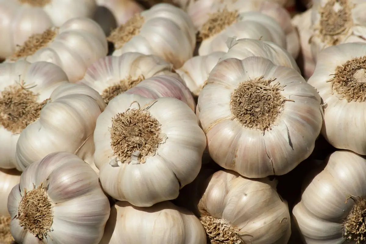 Come preparare un pesticida con aglio e acqua Come preparare un pesticida con aglio e acqua