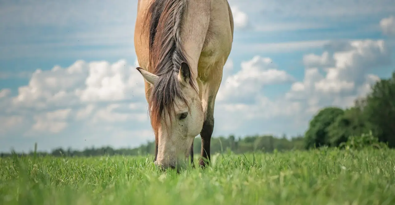 Pet therapy a cavallo nove destrieri che trasformano la vita di molte persone