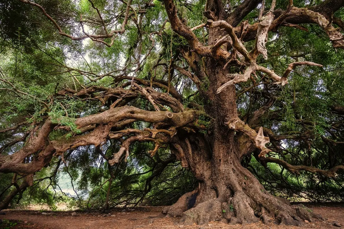 Riemerge una pianta secolare scoperta botanica nel sud Immagine selezionata