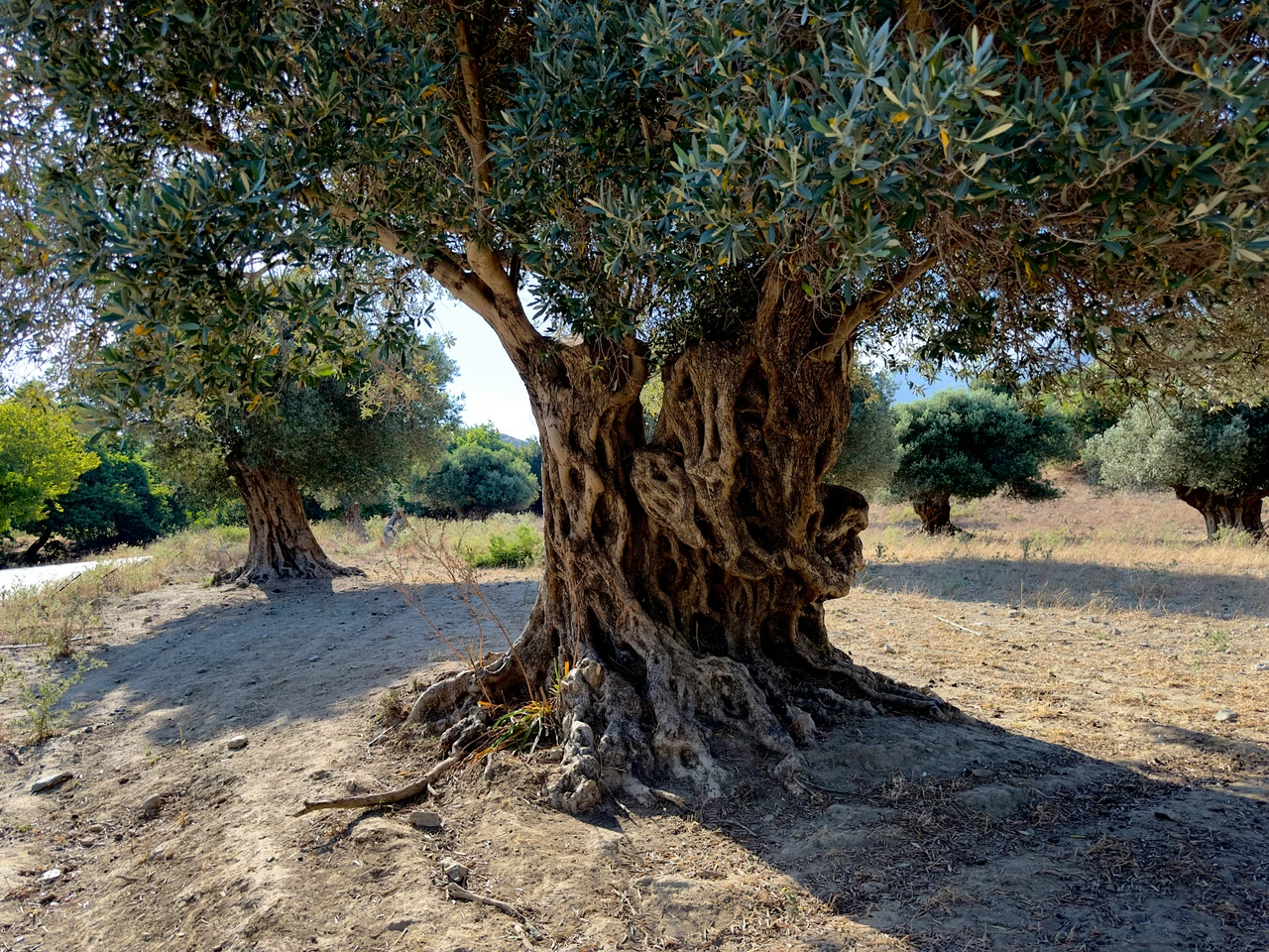 Riemerge una pianta secolare scoperta botanica nel sud Immagine selezionata