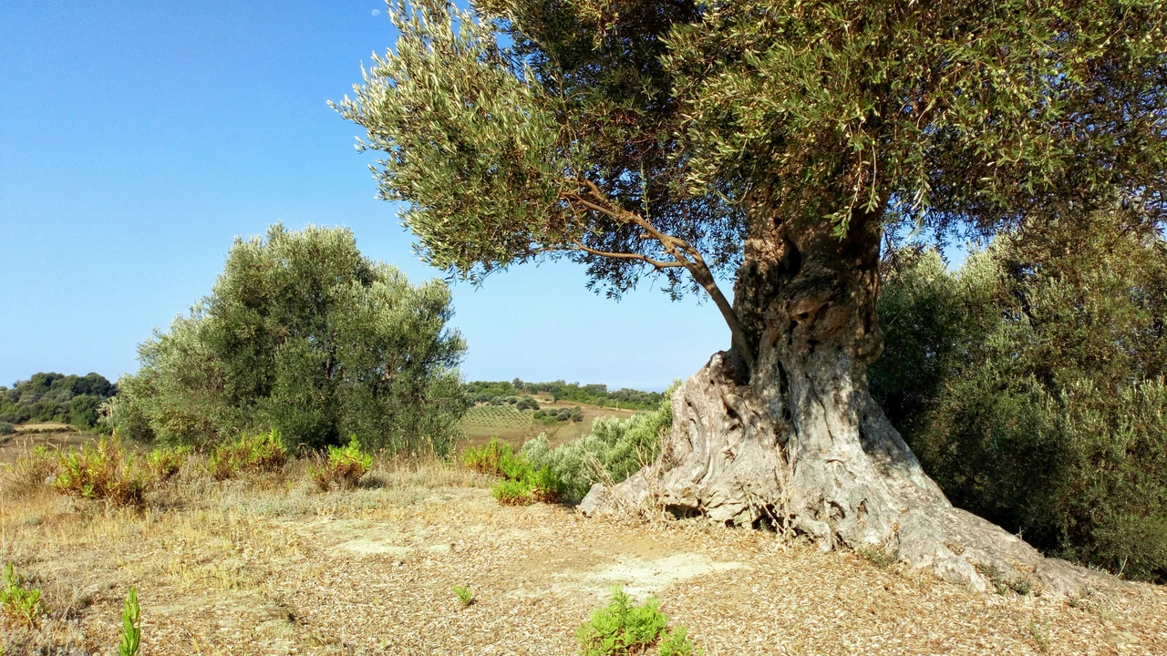 Riemerge una pianta secolare scoperta botanica nel sud Immagine selezionata