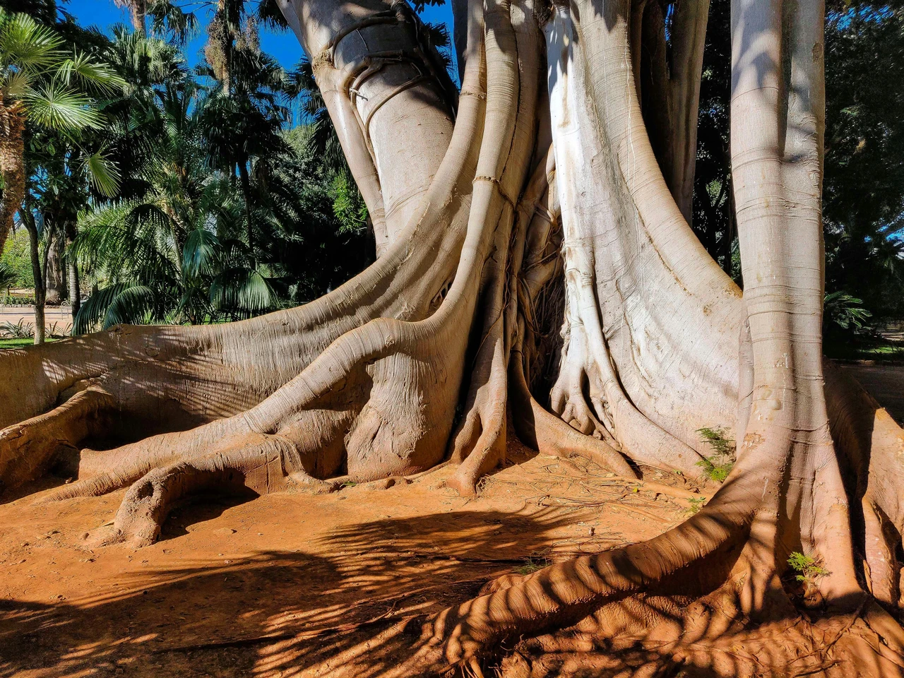 Riemerge una pianta secolare scoperta botanica nel sud Immagine selezionata