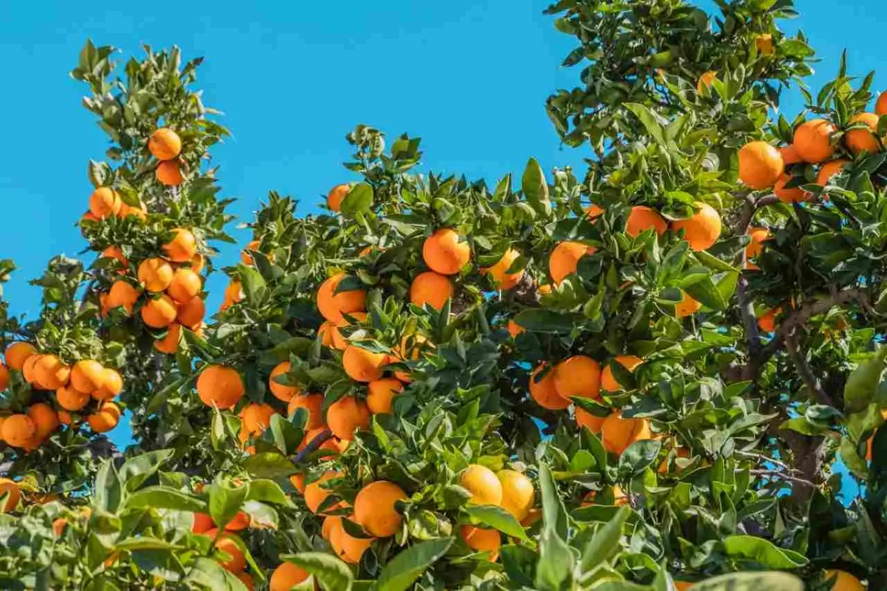 Albero di mango da record: ecco 300 varietà diverse su un solo tronco, sembra incredibile! Immagine selezionata