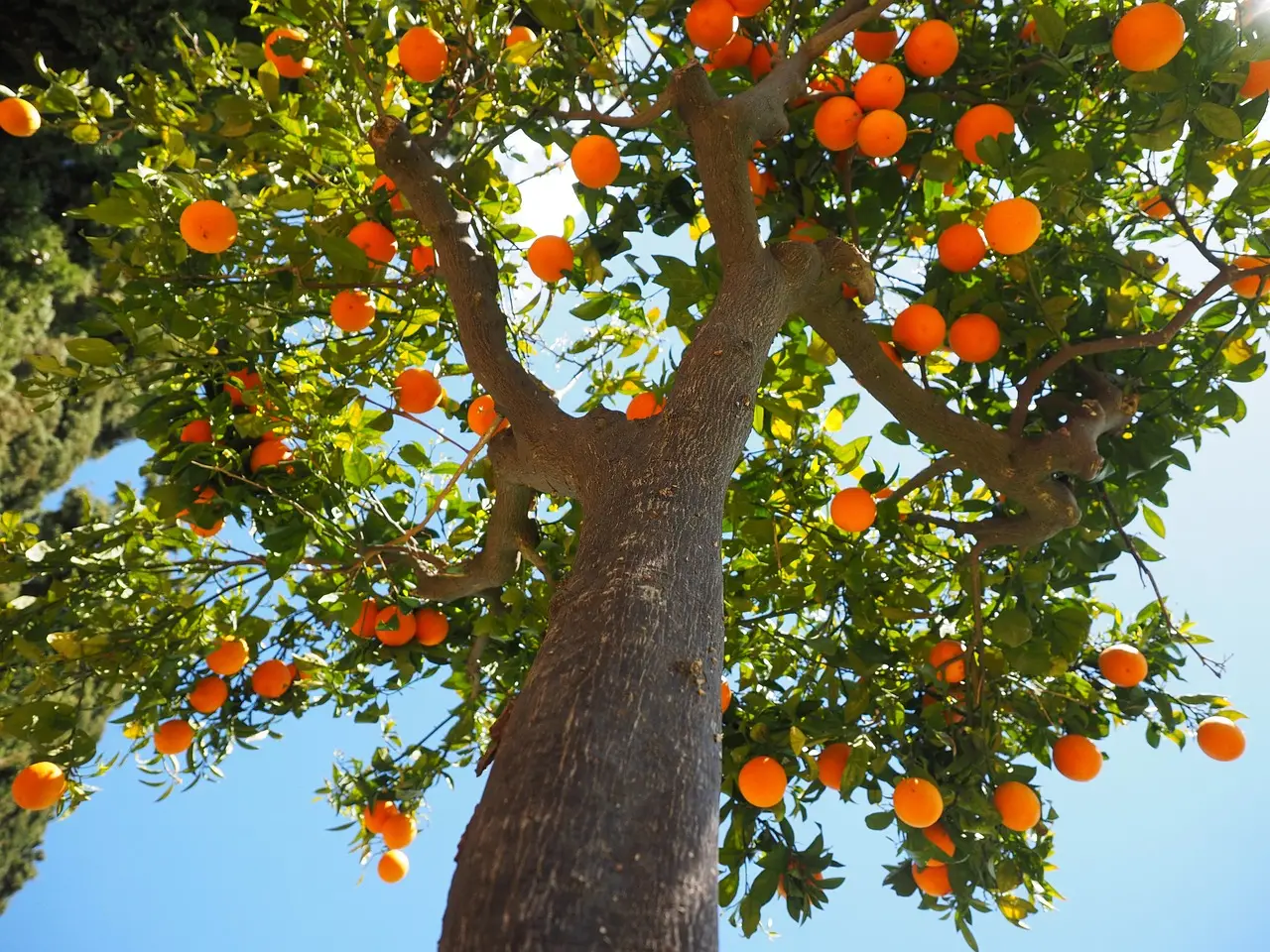 Albero di mango da record: ecco 300 varietà diverse su un solo tronco, sembra incredibile! Immagine selezionata