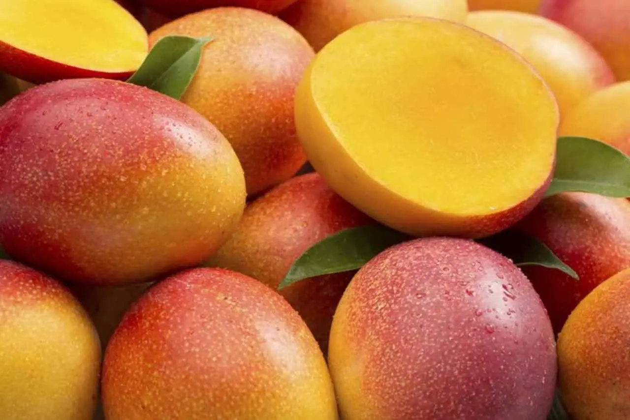 Albero di mango da record: ecco 300 varietà diverse su un solo tronco, sembra incredibile! Immagine selezionata