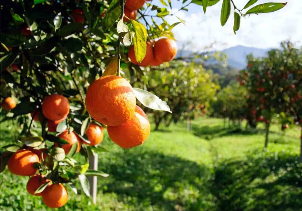 Albero di mango da record: ecco 300 varietà diverse su un solo tronco, sembra incredibile! Immagine selezionata