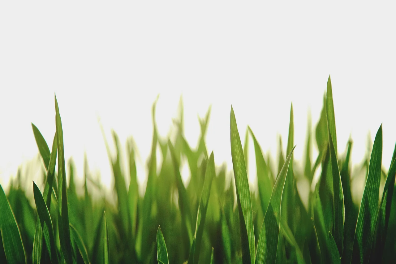 Come riciclare gli scarti delle verdure, per ottenere un orto rigoglioso! Il metodo che sta conquistando tutti Come riciclare gli scarti delle verdure, per ottenere un orto rigoglioso! Il metodo che sta conquistando tutti