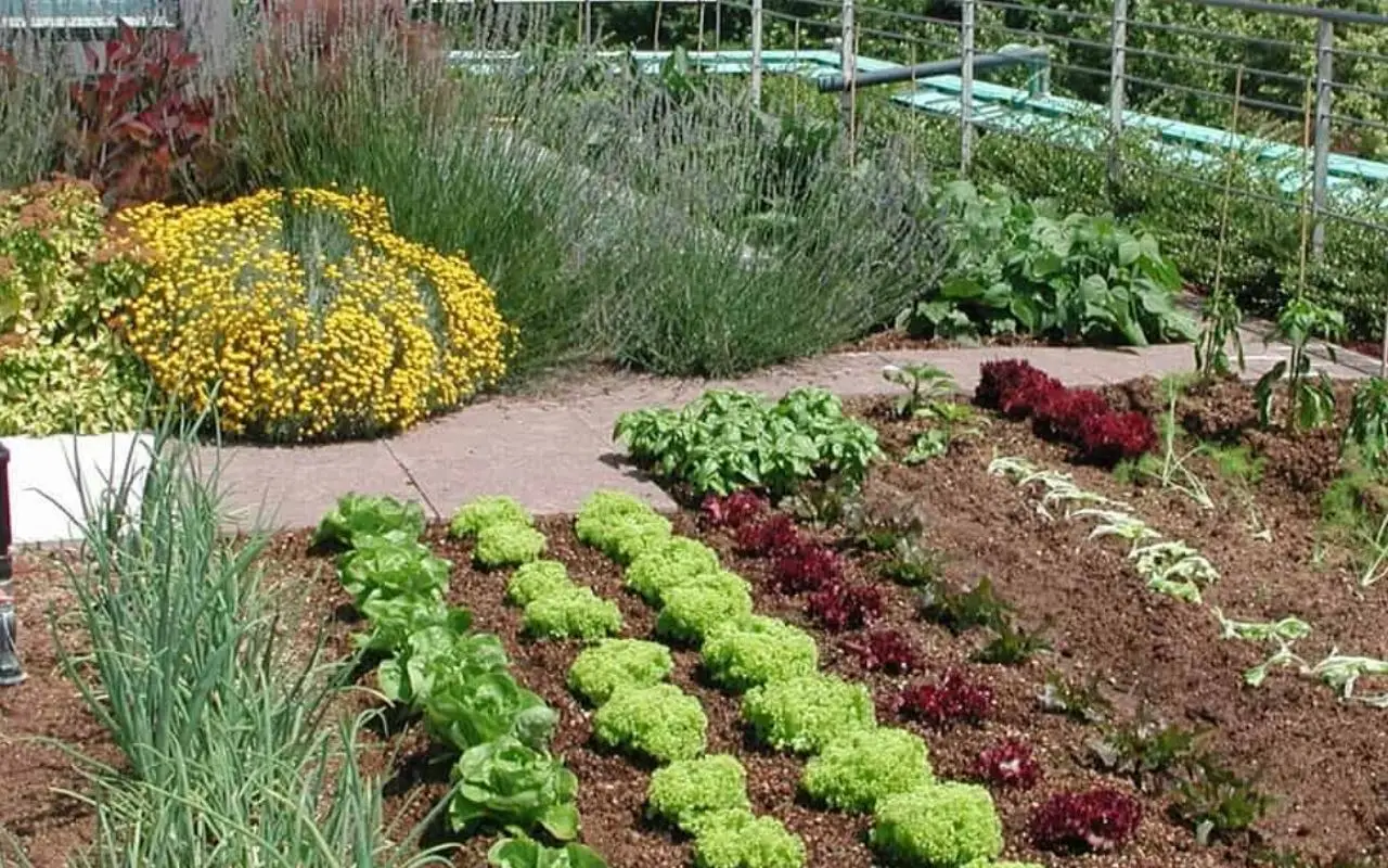 Come riciclare gli scarti delle verdure, per ottenere un orto rigoglioso! Il metodo che sta conquistando tutti Immagine selezionata