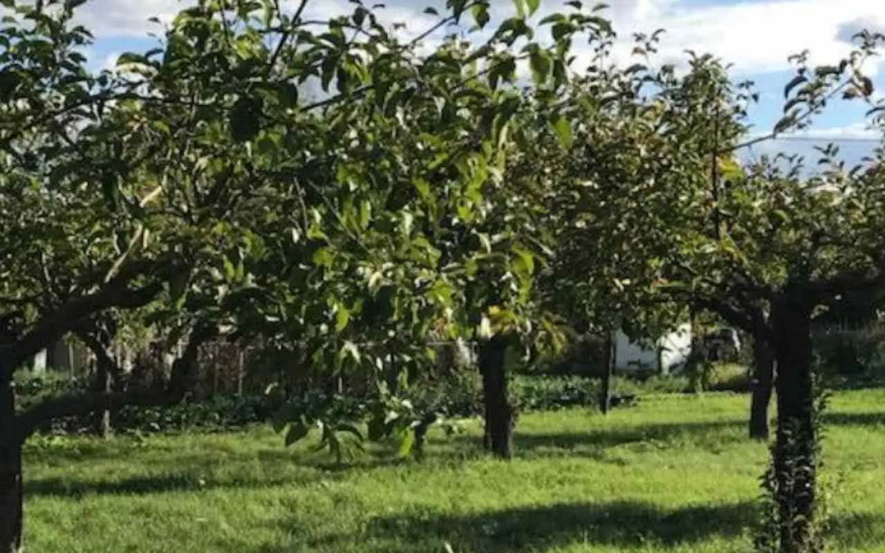 Come riciclare gli scarti delle verdure, per ottenere un orto rigoglioso! Il metodo che sta conquistando tutti Immagine selezionata