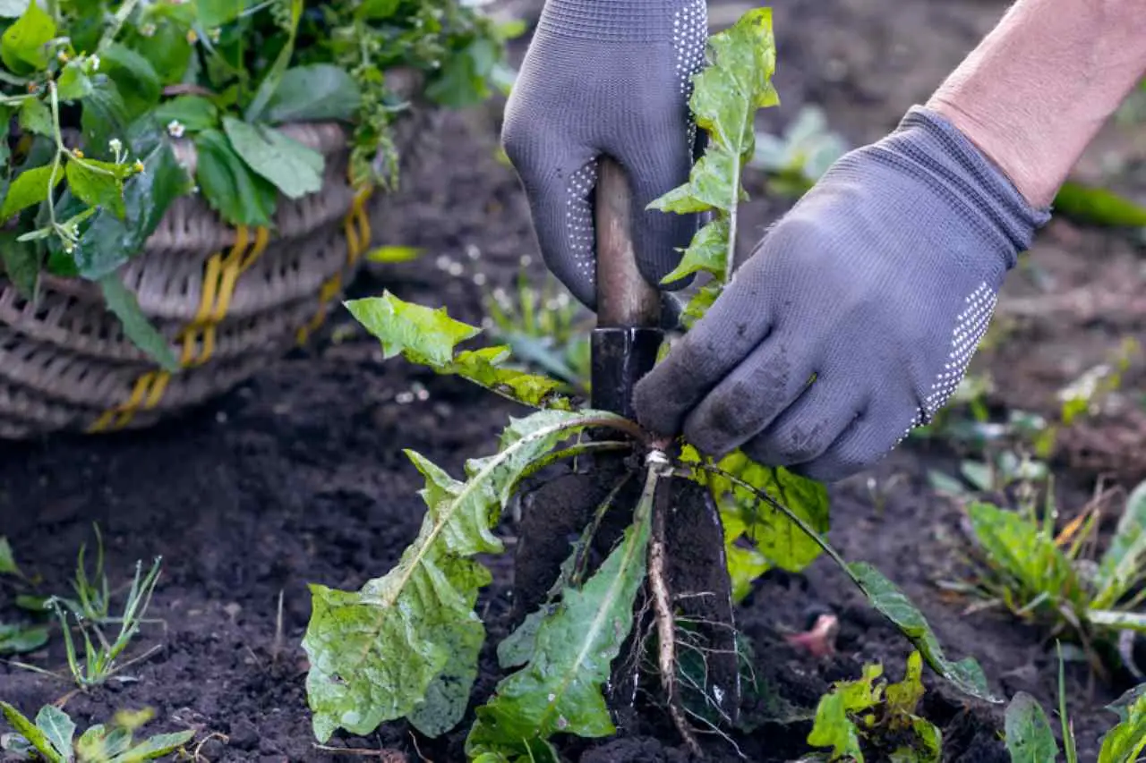 Come riciclare gli scarti delle verdure, per ottenere un orto rigoglioso! Il metodo che sta conquistando tutti Immagine selezionata