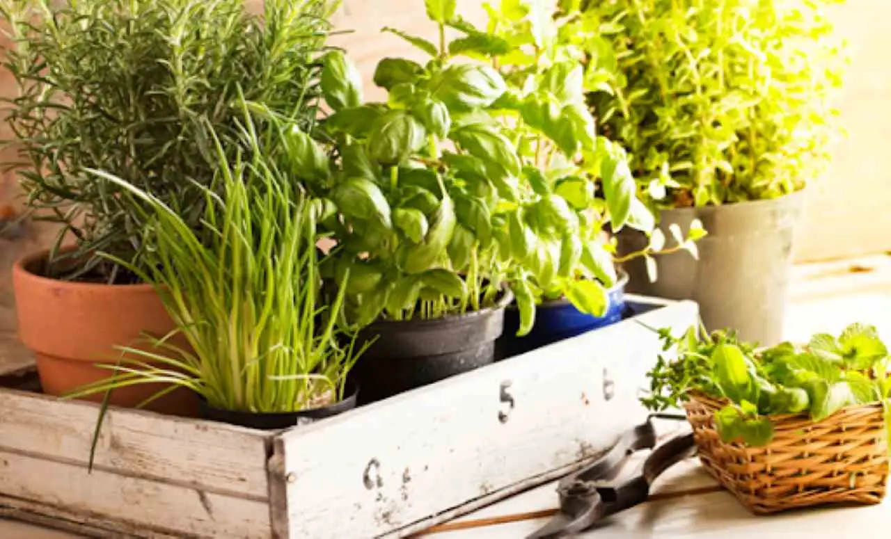 Come realizzare un angolo aromatico in cucina: queste le piante ideali