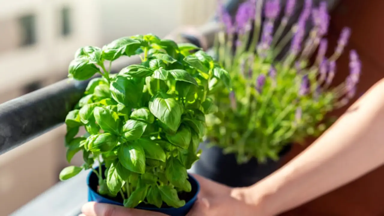 Come realizzare un angolo aromatico in cucina: queste le piante ideali Immagine selezionata