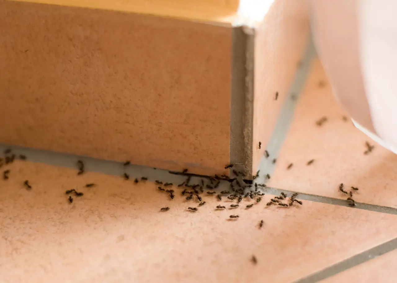Metodi naturali per allontanare le formiche da casa senza ricorrere ai veleni Metodi naturali per allontanare le formiche da casa senza ricorrere ai veleni