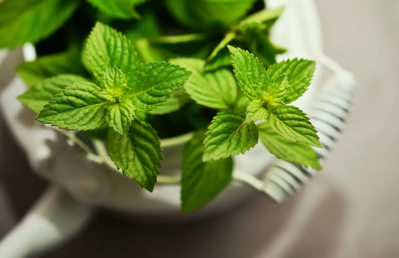 Metodi naturali per allontanare le formiche da casa senza ricorrere ai veleni Metodi naturali per allontanare le formiche da casa senza ricorrere ai veleni