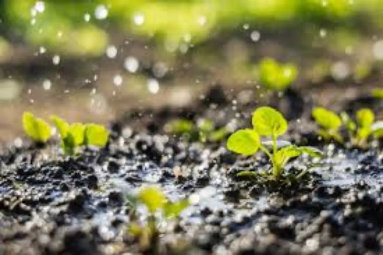 Evitare il getto diretto d’acqua sui semi appena piantati Evitare il getto diretto d’acqua sui semi appena piantati