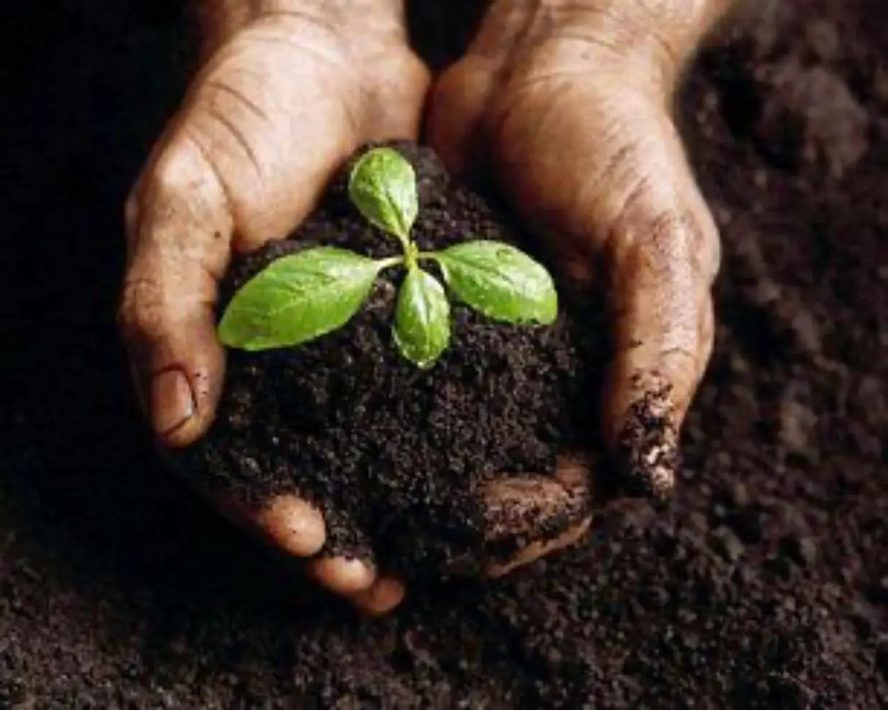 Guida alla scelta del concime ideale per piante fiorite Guida alla scelta del concime ideale per piante fiorite