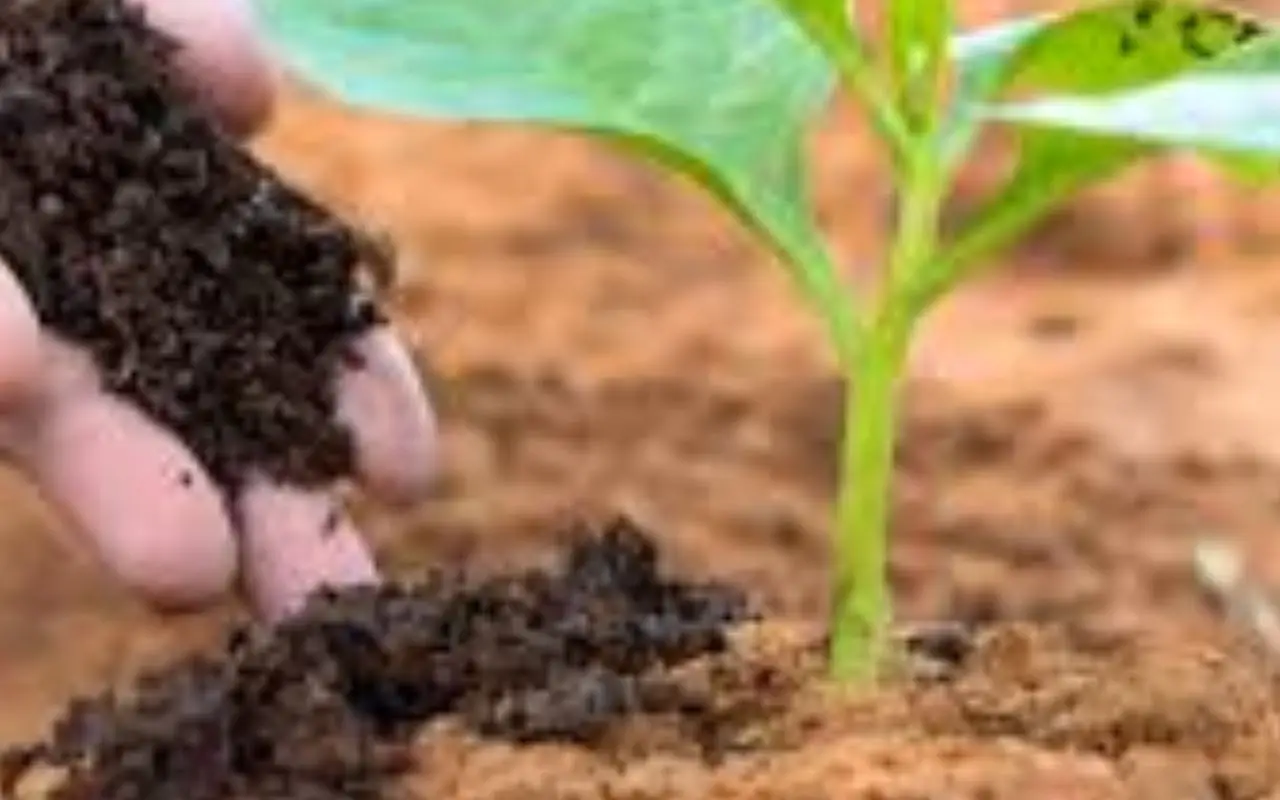 Guida alla scelta del concime ideale per piante fiorite Guida alla scelta del concime ideale per piante fiorite
