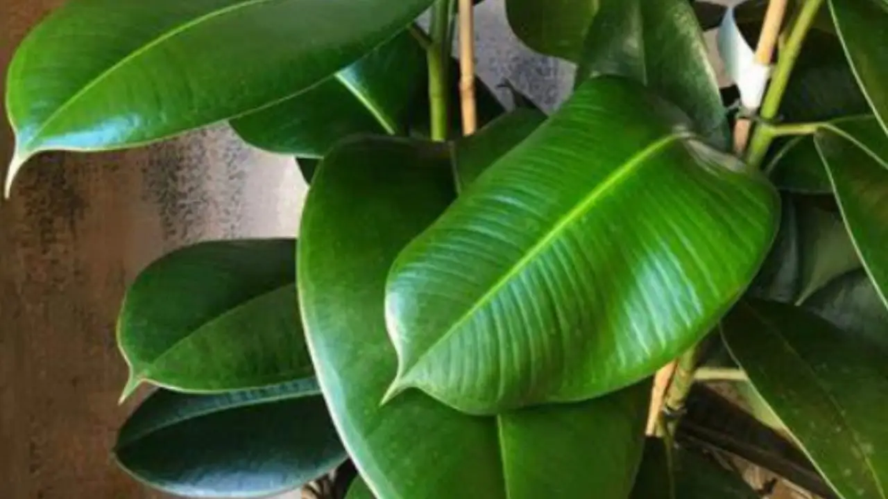 La pianta ornamentale che conquista il Sud: in vendita da Lidl a 1 euro resistente e facile da coltivare La pianta ornamentale che conquista il Sud: in vendita da Lidl a 1 euro resistente e facile da coltivare