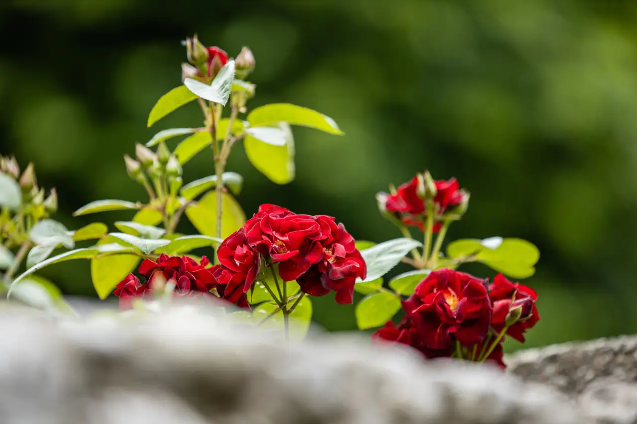 Fiori annuali resistenti: quali coltivare in pieno sole senza troppa manutenzione Fiori annuali resistenti: quali coltivare in pieno sole senza troppa manutenzione