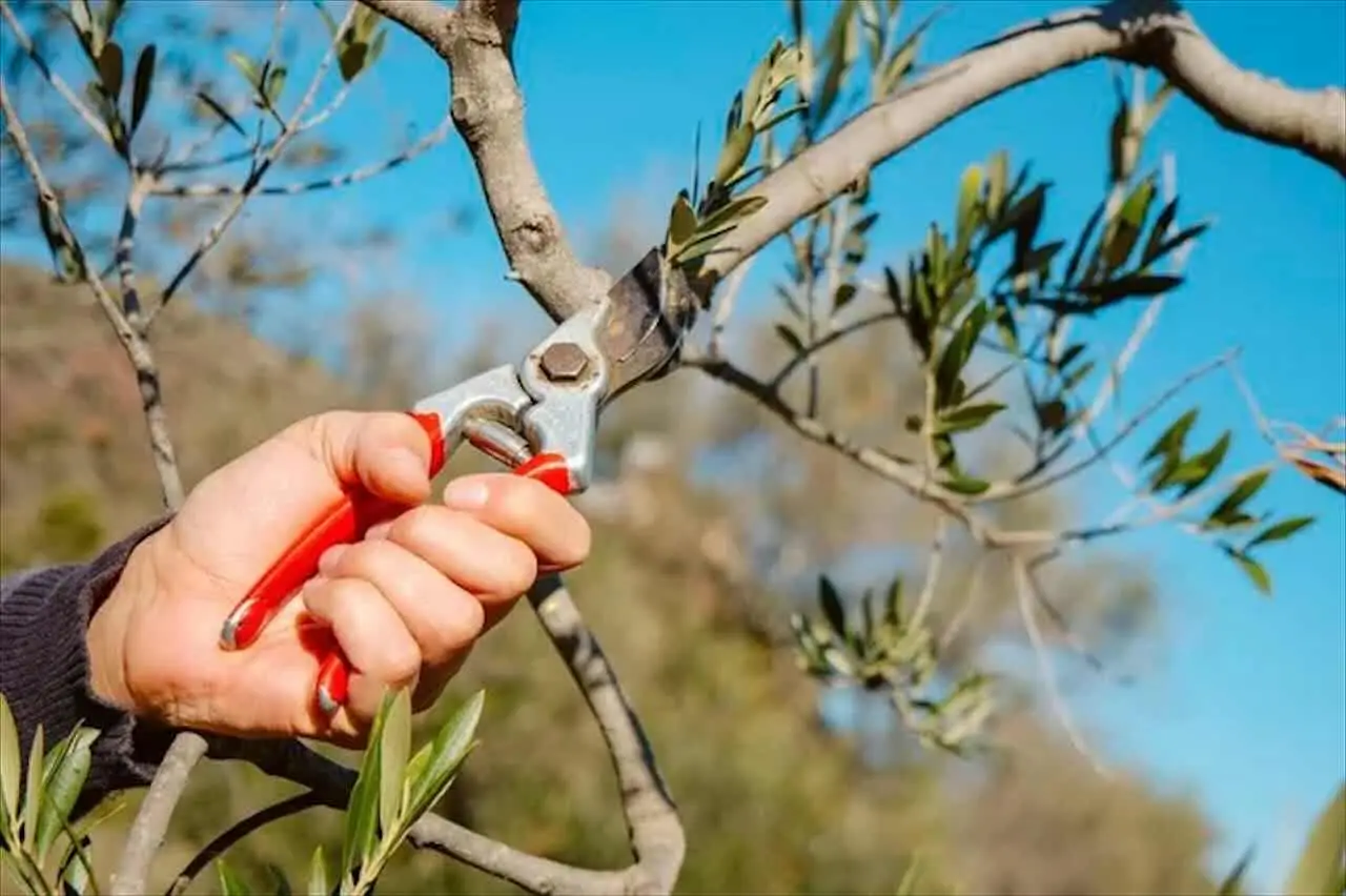 Cosa sapere sulla potatura degli arbusti in primavera secondo il vivaista Cosa sapere sulla potatura degli arbusti in primavera secondo il vivaista
