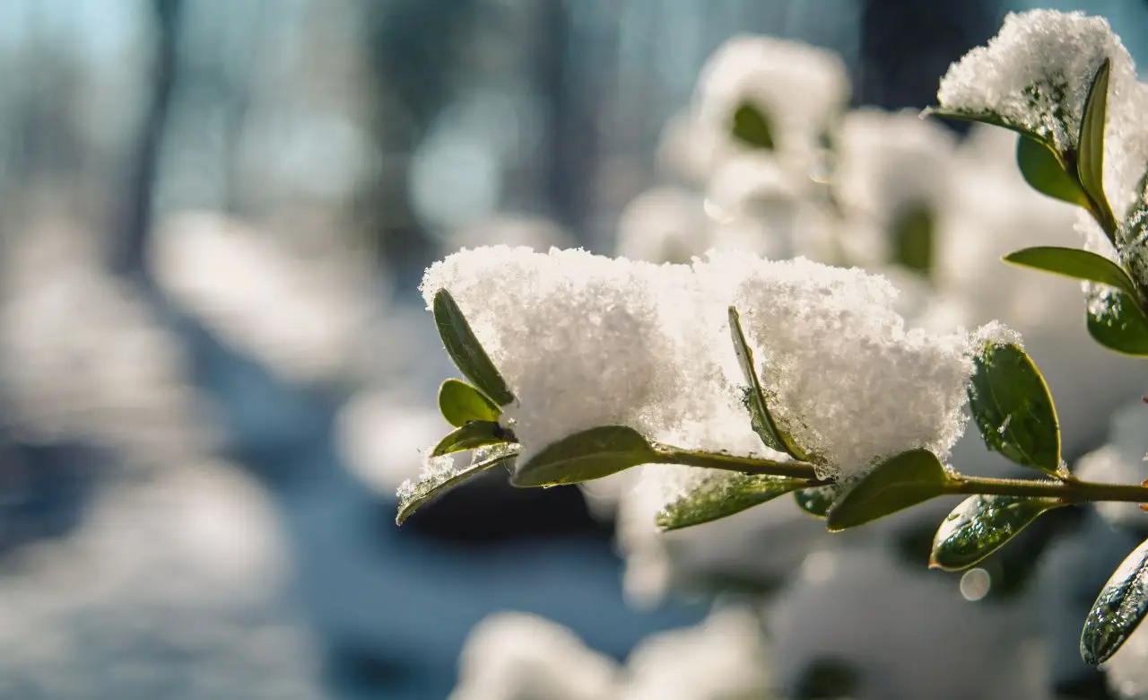 Scopri come proteggere le piante da vaso dal freddo invernale SC - proteggere piante vaso inverno