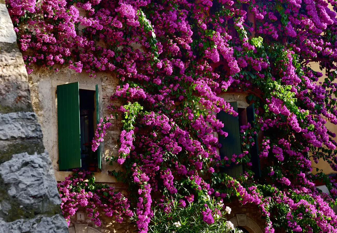 Rampicante sempre in fiore: cresce veloce e facile da curare anche senza esperienza Rampicante sempre in fiore: cresce veloce e facile da curare anche senza esperienza