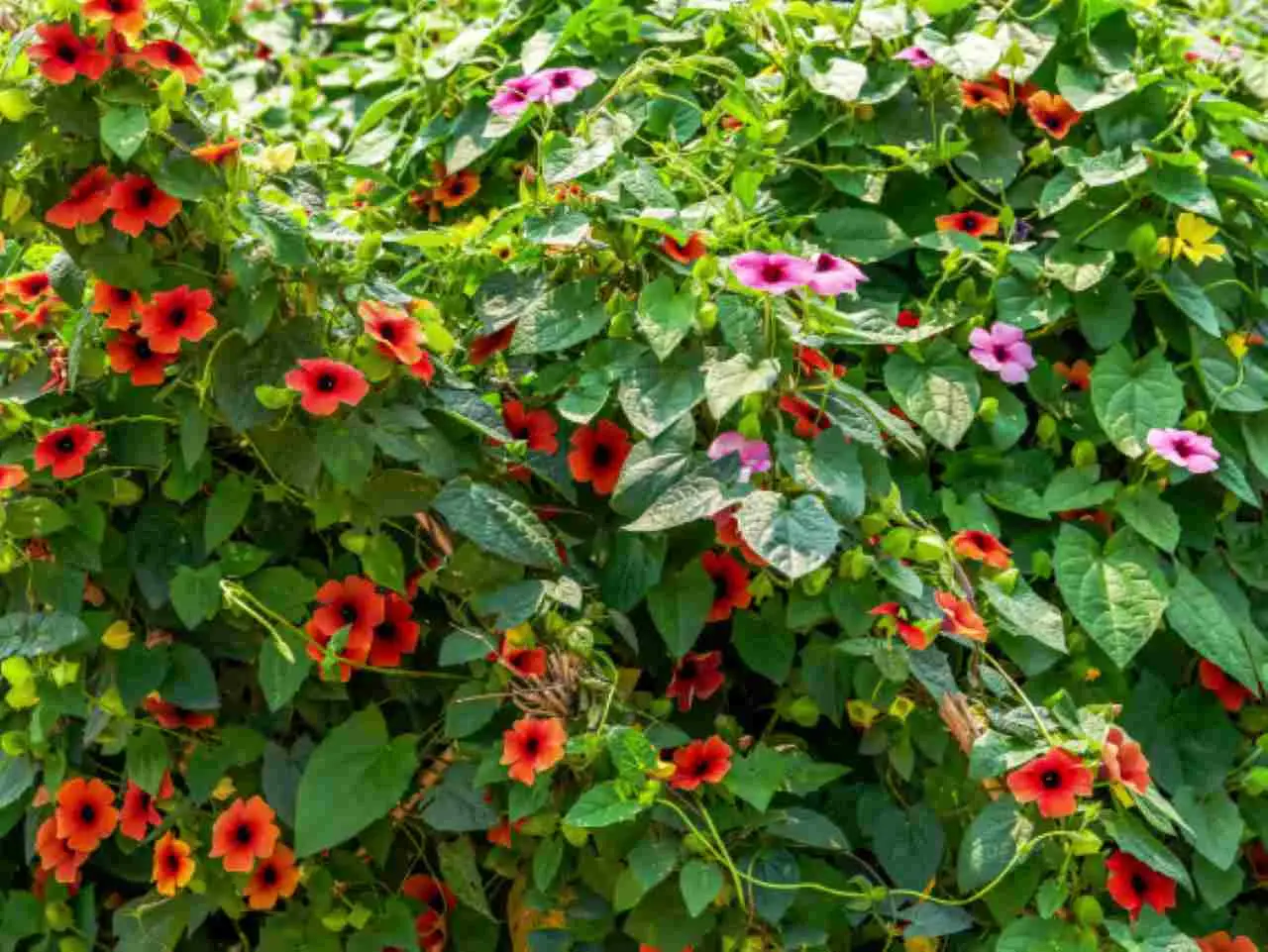 Rampicante che fiorisce tutto l’anno: soluzione ideale per chi non ha il pollice verde Rampicante che fiorisce tutto l’anno: soluzione ideale per chi non ha il pollice verde