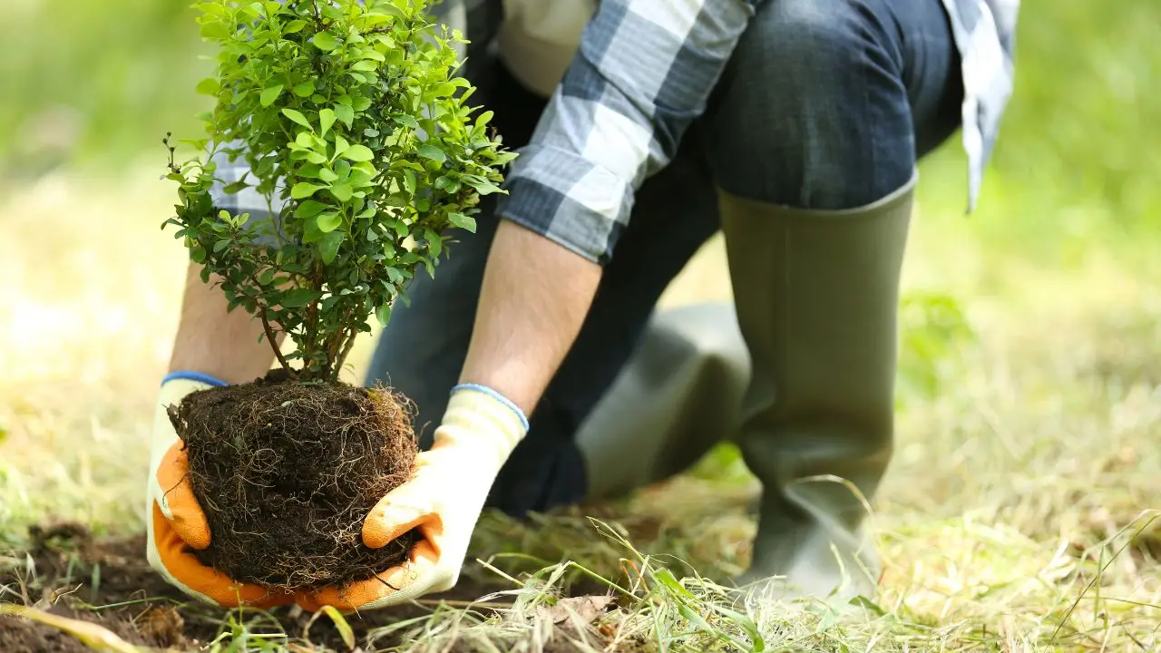 Scopri il segreto dei professionisti per un bulbi primaverili perfetti Scopri il segreto dei professionisti per un bulbi primaverili perfetti