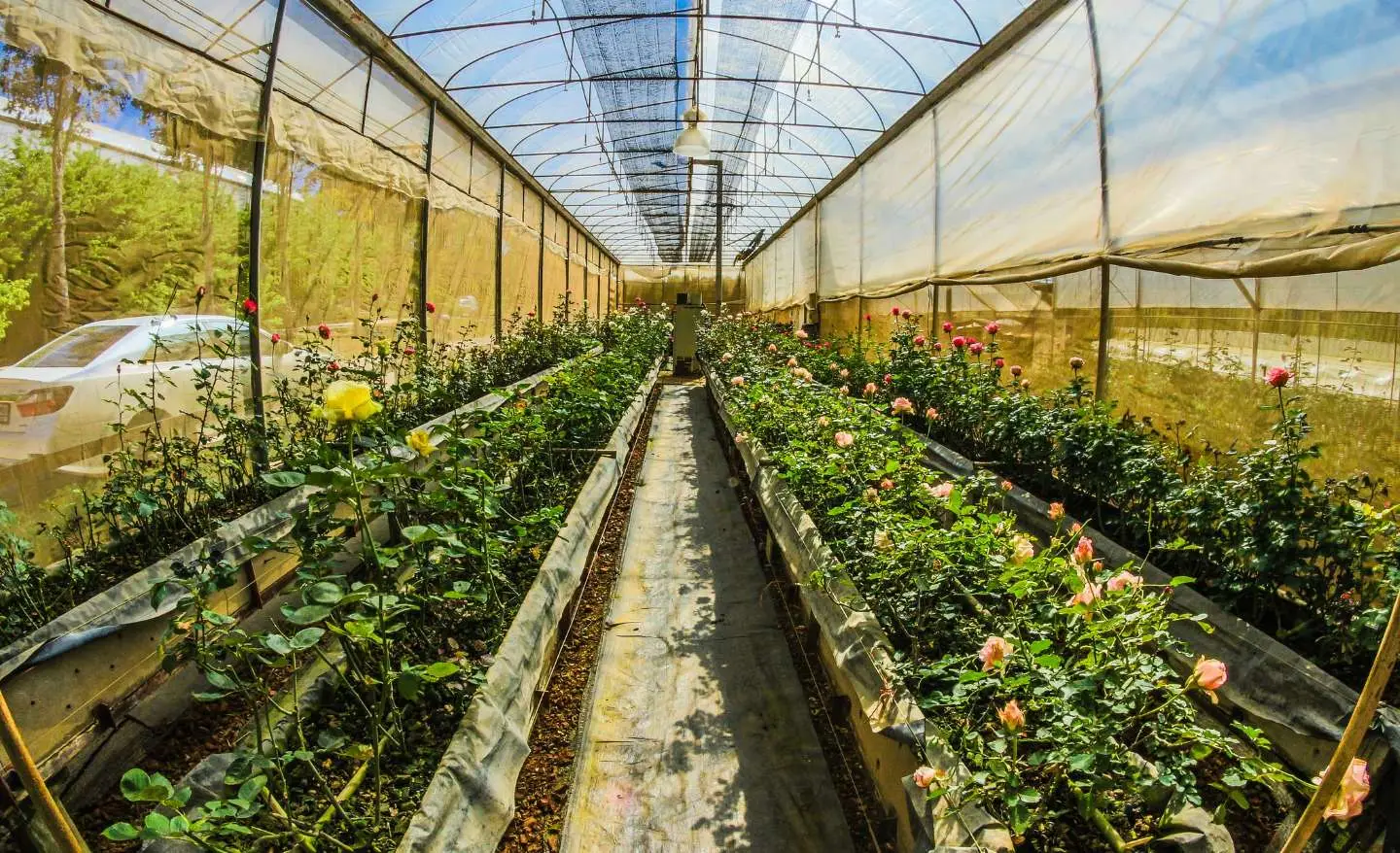 5 motivi per amare la serra casalinga e trasformare il tuo spazio SP - serra casalinga