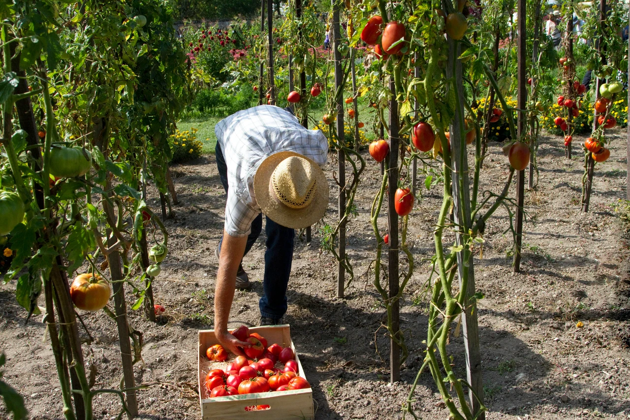 Come organizzare un orto verticale in spazi ridotti: consigli pratici dal vivaista Come organizzare un orto verticale in spazi ridotti: consigli pratici dal vivaista