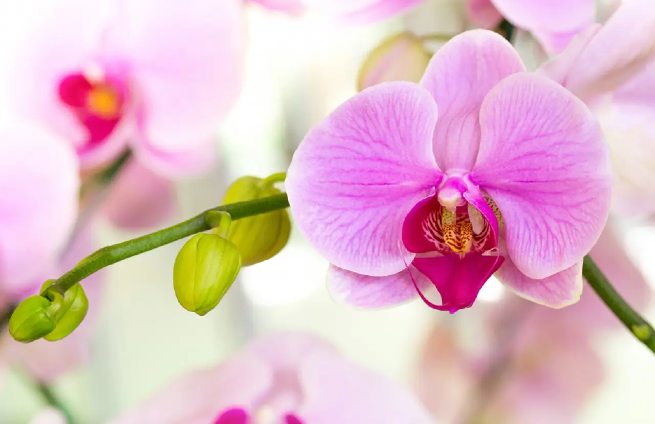 I segreti per una fioritura prolungata delle orchidee in casa, secondo l’esperto I segreti per una fioritura prolungata delle orchidee in casa, secondo l’esperto