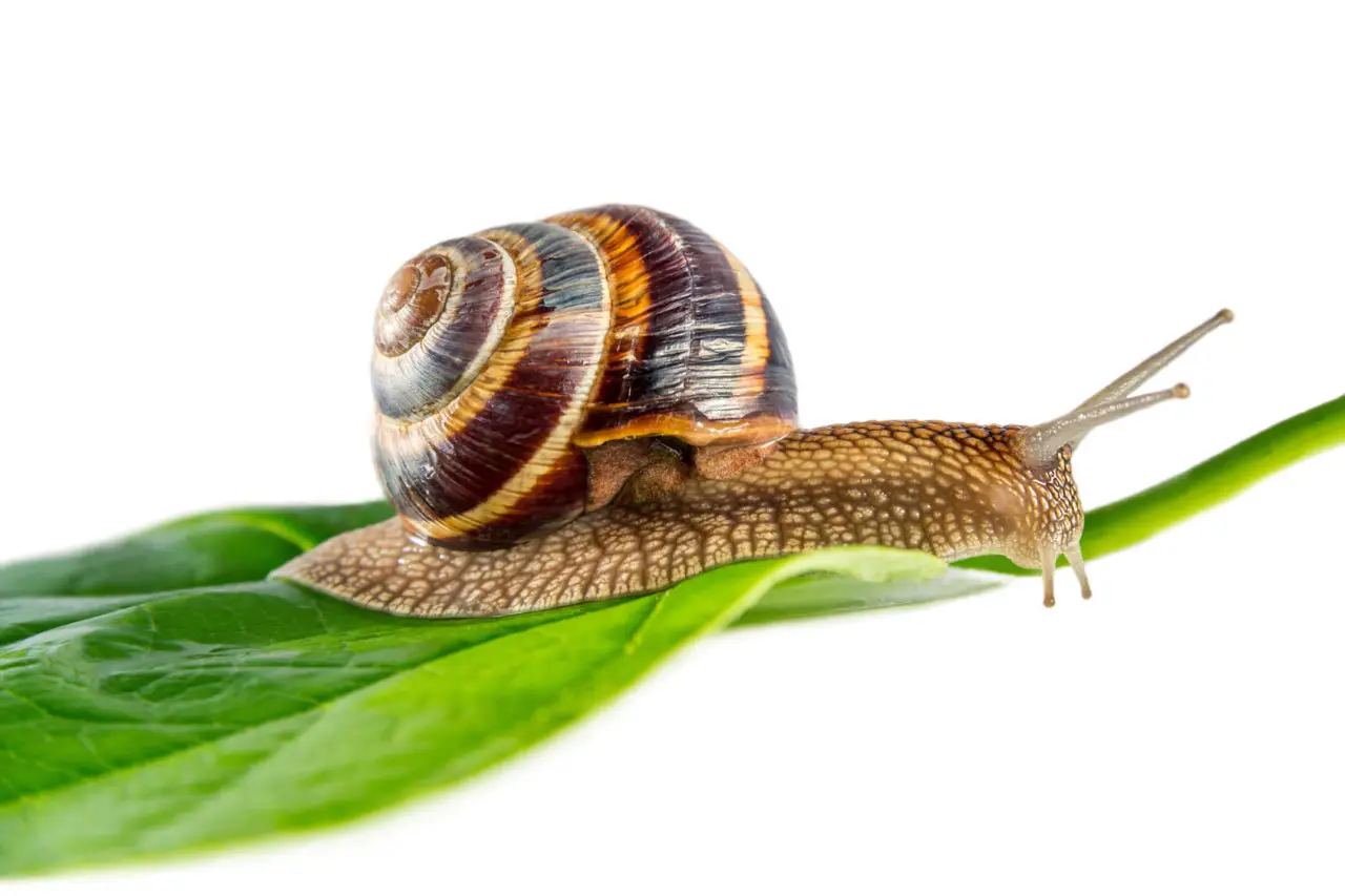 Come proteggere l’orto dalle lumache: il rimedio naturale da provare Come proteggere l’orto dalle lumache: il rimedio naturale da provare