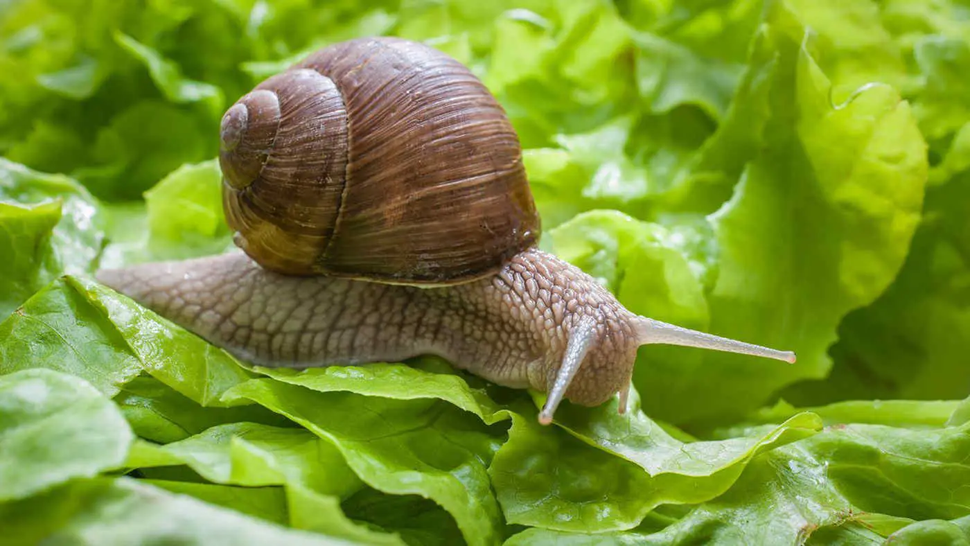 Come proteggere l’orto dalle lumache: il rimedio naturale da provare SS - rimedio lumache