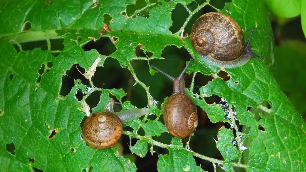 Come proteggere l’orto dalle lumache: il rimedio naturale da provare SS - rimedio lumache