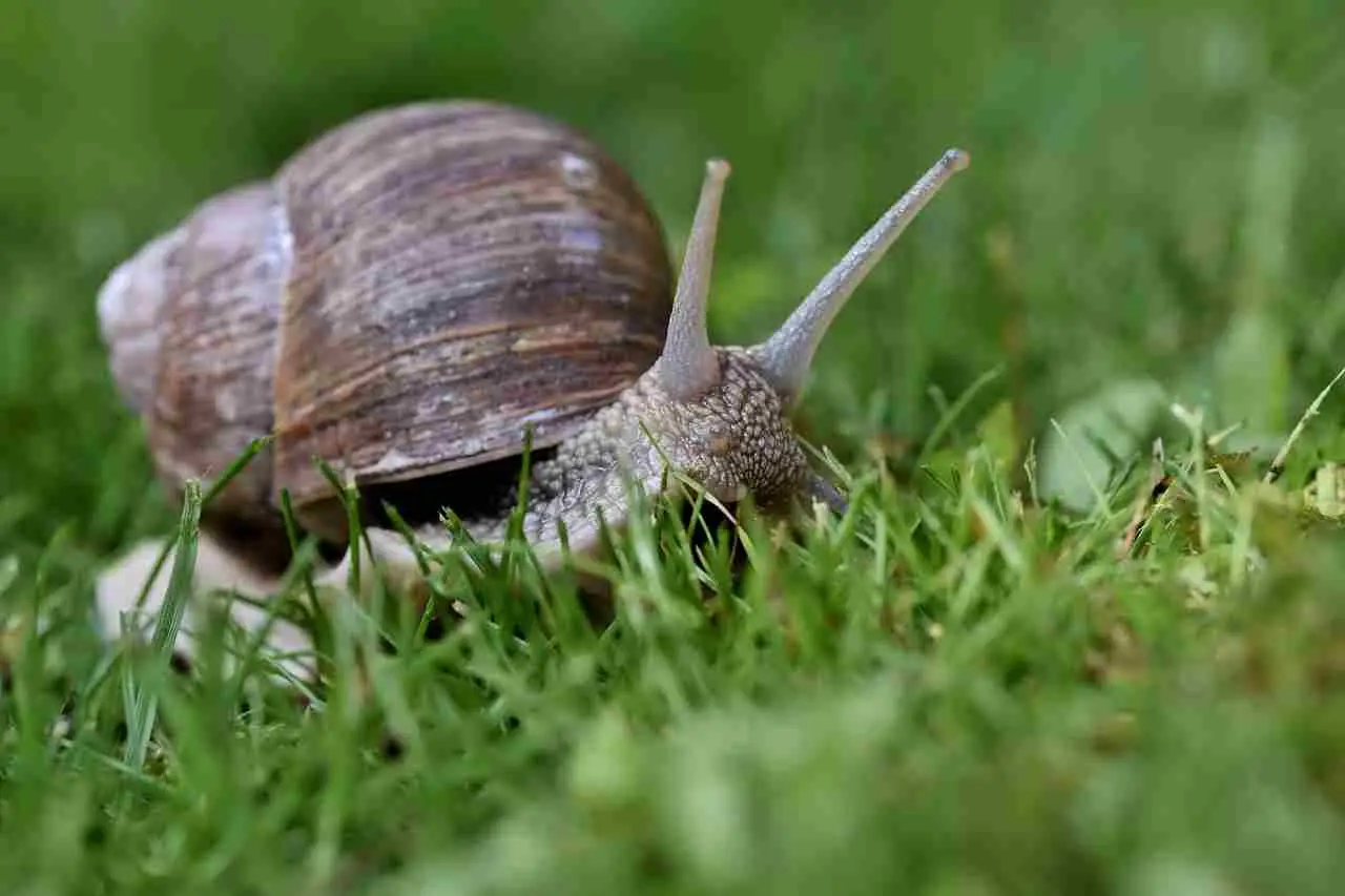 Come proteggere l’orto dalle lumache: il rimedio naturale da provare SS - rimedio lumache