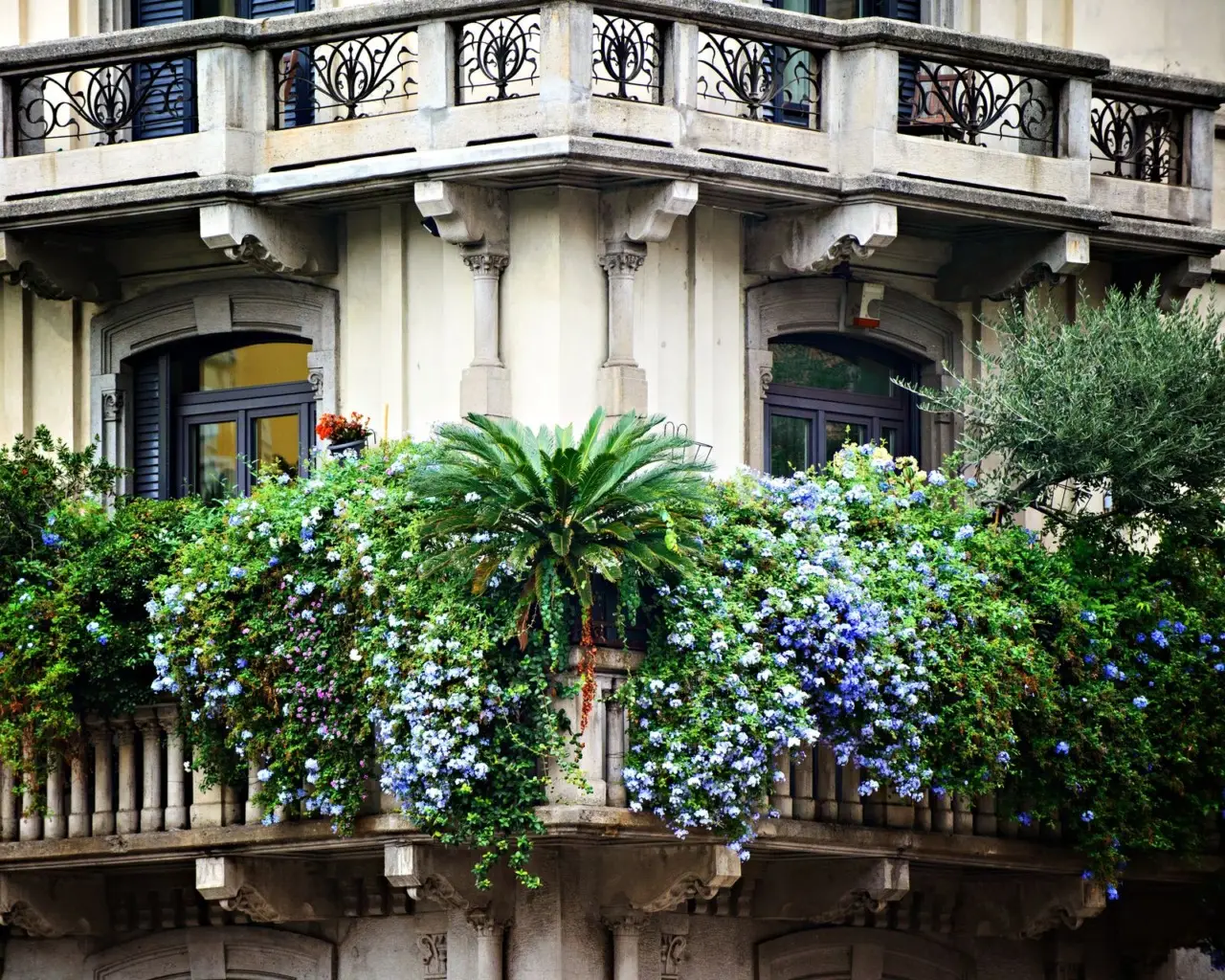 Piante da balcone resistenti al sole: 6 varietà che non temono il caldo Piante da balcone resistenti al sole: 6 varietà che non temono il caldo