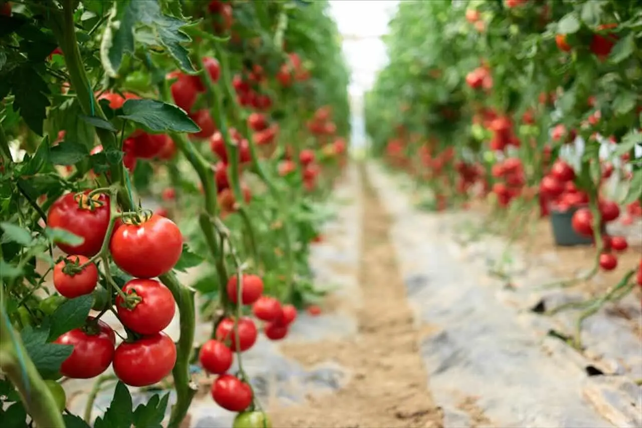 Non trascurare come piantare pomodori: consigli e trucchi essenziali Non trascurare come piantare pomodori: consigli e trucchi essenziali
