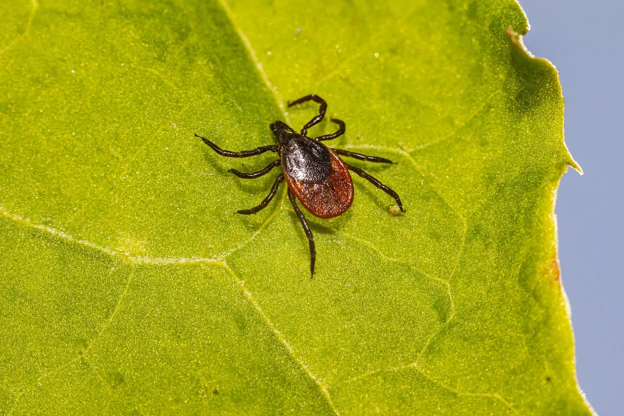 Come prevenire i parassiti nelle piante da interno con rimedi naturali SC - Rimedi naturali contro parassiti delle piante
