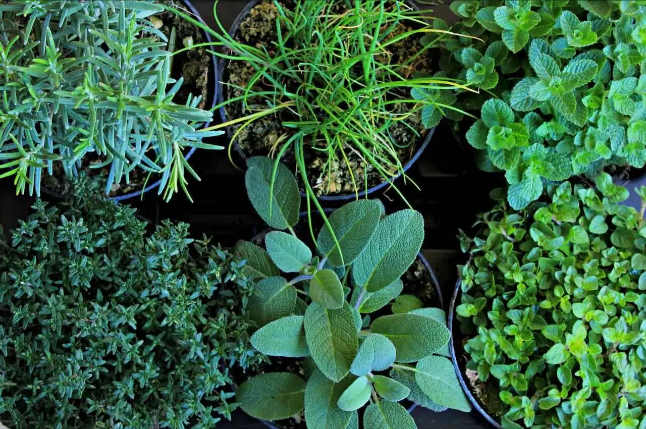 Guida ai migliori substrati per coltivare erbe aromatiche in casa Guida ai migliori substrati per coltivare erbe aromatiche in casa