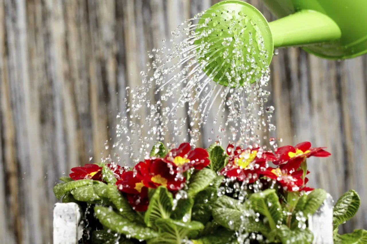 Questa pianta ti avvisa se ha troppa acqua: ecco i segnali Questa pianta ti avvisa se ha troppa acqua: ecco i segnali