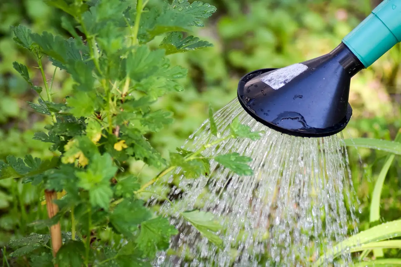 Questa pianta ti avvisa se ha troppa acqua: ecco i segnali SP - Foglie flosce e terreno zuppo
