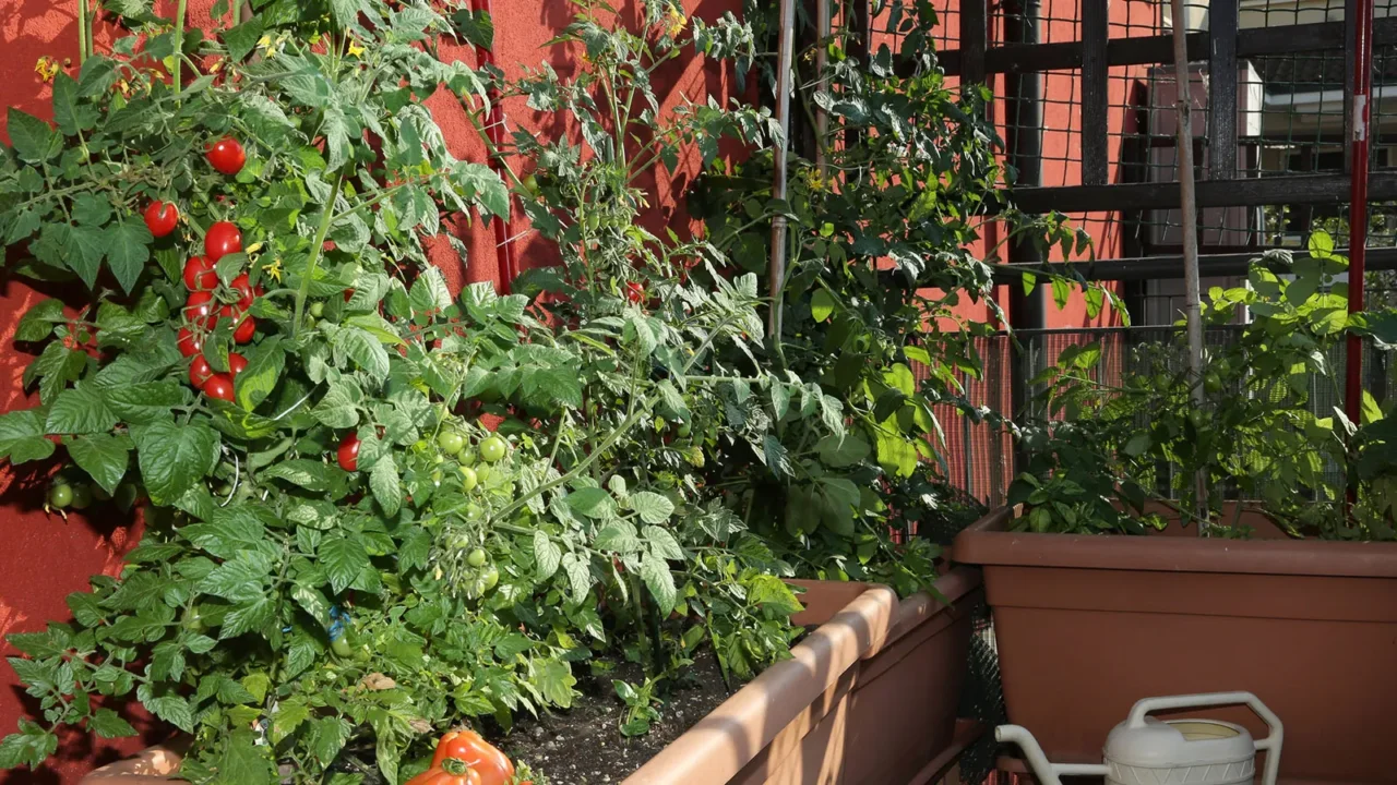 Come creare un angolo verde accogliente in casa con materiali riciclati Come creare un angolo verde accogliente in casa con materiali riciclati