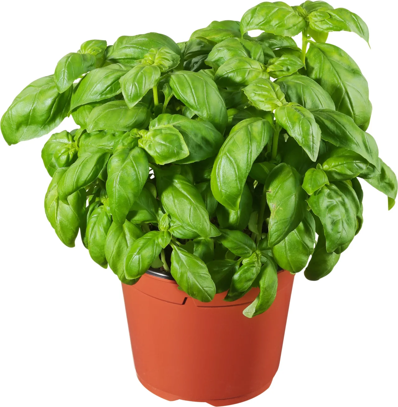 Basilico in vaso: 3 consigli pratici per una raccolta profumata e ricca Basilico in vaso: 3 consigli pratici per una raccolta profumata e ricca