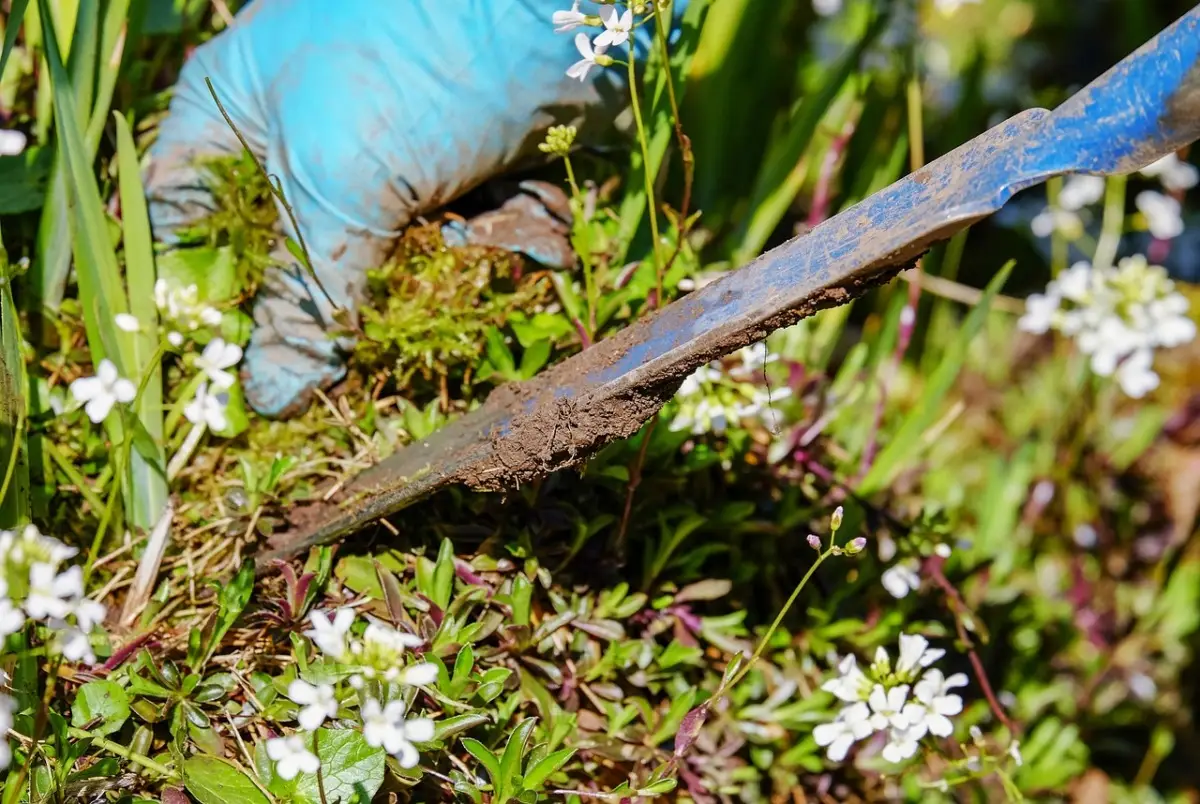 Erba infestante in giardino: scopri come eliminarla in modo efficace Erba infestante in giardino: scopri come eliminarla in modo efficace