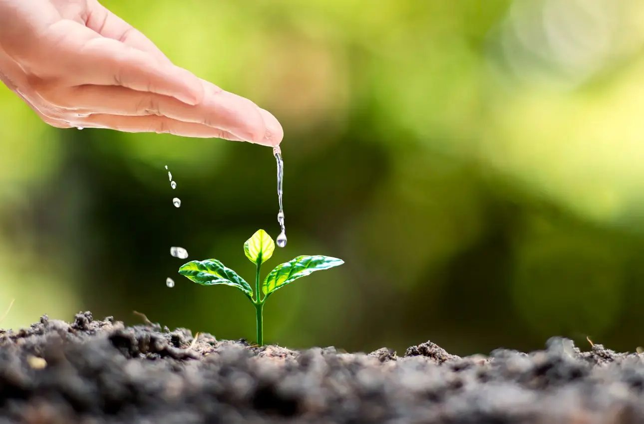 Questa pianta si riproduce da sola: perfetta per chi ha poco tempo Questa pianta si riproduce da sola: perfetta per chi ha poco tempo