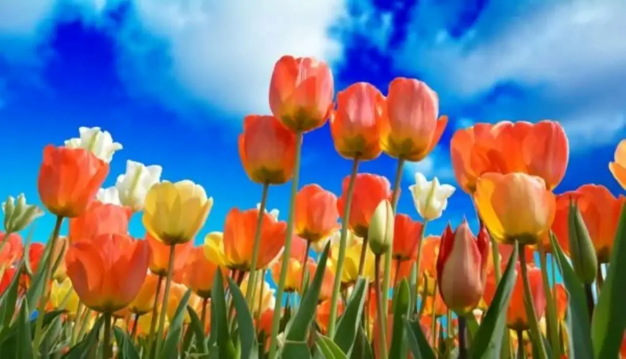 Bulbi estivi facili: colori e profumi in giardino senza troppa fatica Bulbi estivi facili: colori e profumi in giardino senza troppa fatica
