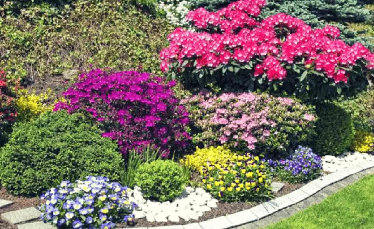 Scopri i fiori resistenti alla siccità: la guida del vivaista per estati calde Scopri i fiori resistenti alla siccità: la guida del vivaista per estati calde