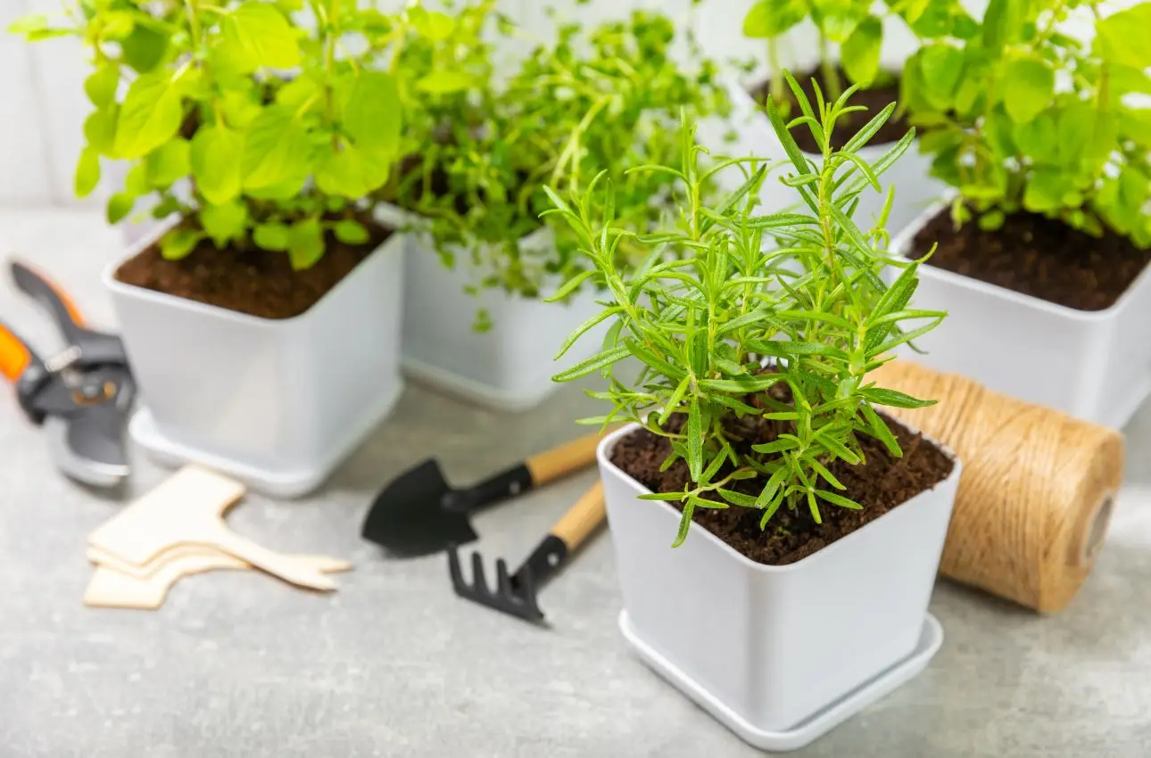 Erbe aromatiche da balcone: idee per avere profumo e verde tutto l’anno Erbe aromatiche da balcone: idee per avere profumo e verde tutto l’anno